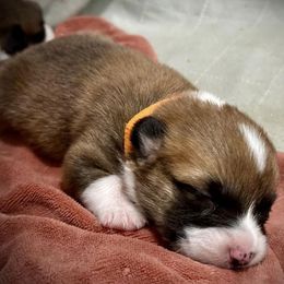 Pembroke Welsh Corgi Puppies from Pembroke Welsh Corgis at Belle Haven