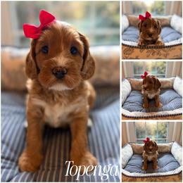 Topenga - Red female Australian Labradoodle puppy in Summerfield, North Carolina from Four Oaks Labradoodles