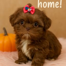 Girl 3 - Liver and white female Shih Tzu puppy in Ocala, Florida from Mimi's Shih-tzus of Ocala
