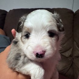 Mattie - Blue merle female Toy Australian Shepherd puppy in Mount Airy, North Carolina from Brickell Farms