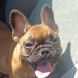 Lilo - French Bulldog