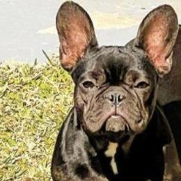 Ef - French Bulldog