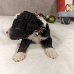 Hershey - Tri-color male Bernedoodle puppy in Luana, Iowa from Country View Bernedoodles and Goldendoodles
