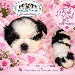 Puppy 3 pink - Black and white female Shih Tzu puppy in Buxton, Maine from Shih Tzu Junction