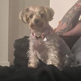 Yorkshire Terrier puppies from Tiny Tails Yorkies