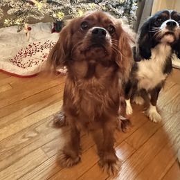 Kevin - Cavalier King Charles Spaniel