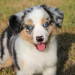 Anthem - Blue merle female Miniature American Shepherd puppy in Palacios, Texas from Coastal’s Miniature American Shepherds