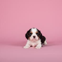 Boleyn - Tri-color female Cavalier King Charles Spaniel puppy in Pittsfield, Massachusetts from Lenore's Cavalier King Charles Spaniels and Afghan Hounds