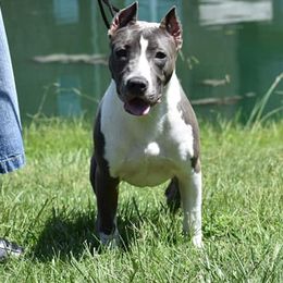 American Staffordshire Terriers from Poseidon Amstaffs