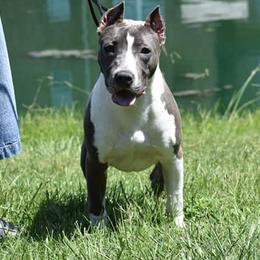 American Staffordshire Terriers from Poseidon Amstaffs