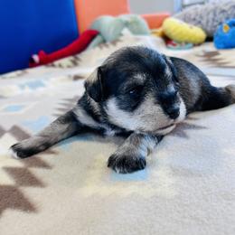 Arctic Star - Salt and pepper male Miniature Schnauzer puppy in Springfield, Tennessee from My Lovable Schnauzers
