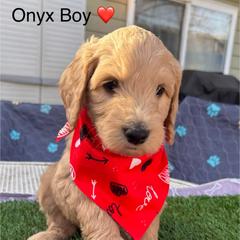 Oynx - Golden male Double Doodle puppy in El Cajon, California from Calibear Doodles