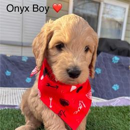 Oynx - Golden male Double Doodle puppy in El Cajon, California from Calibear Doodles