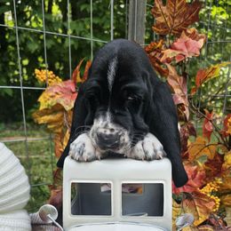 Parker - Black brown and white male Basset Hound puppy in Big Rapids, Michigan from Basket Hound Bassets