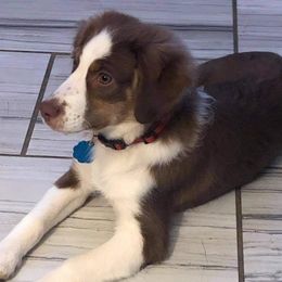 Miniature Australian Shepherds and Toy Australian Shepherds from Lowery’s Little Aussies