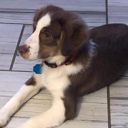 Miniature Australian Shepherds and Toy Australian Shepherds from Lowery’s Little Aussies