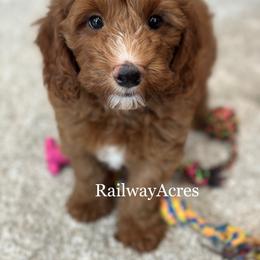 Bullseye - Red  male Goldendoodle puppy in Milford, Indiana from Railway Acres Kennel