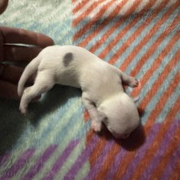 Chihuahua and Pembroke Welsh Corgi Puppies from Stephanie’s Corgi Colony