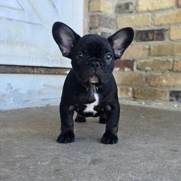 Lil Dicky - Brindle male French Bulldog puppy in Wisconsin from Shameless Bulldogs LLC