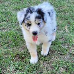 Australian Shepherd Puppies from Red Wagon Aussies