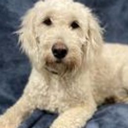 Goldendoodles from Country Side doodles and poodles