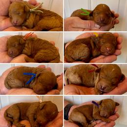 Goldendoodle puppies from TH.EM Doodles