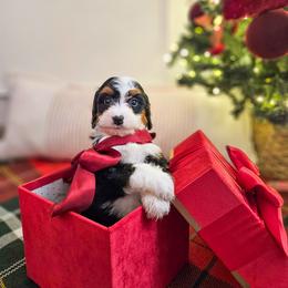 Gumdrop - Tri-color female Bernedoodle puppy in Russell Springs, Kentucky from 270 Doodles