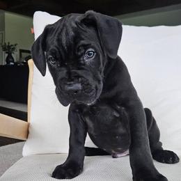 Boy 3 - Black male Cane Corso puppy in Jacksonville, North Carolina from Coliseum de Cassiope