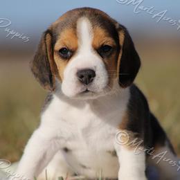 AKC 'Jasmine' - Black tan and white female Beagle puppy in Lamar, Missouri from Marti Acres ~ Boston Terrier & Beagles