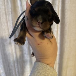 Blue - Black and tan male Cavapoo puppy in Linden, Michigan from Maple Drive Doodles