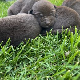 Labrador Retriever Puppies from Little River Labradors