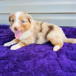 Ollie - Red merle male Australian Shepherd puppy in Charlotte, North Carolina from Awesome Aussies