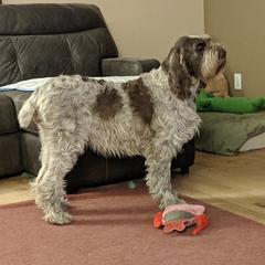 Vega - Spinone Italiano