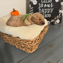 Boog - Cream male Goldendoodle puppy in Roseville, California from Roseville GoldenDoodles