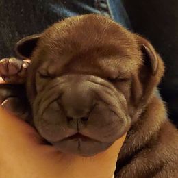 Chinese Shar-Pei from Pacific Northwest PeiPals