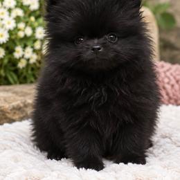 Hocus Pocus - Black female Pomeranian puppy in Buck Valley, Pennsylvania from Buck Valley Pomeranians