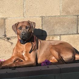Diego - Rhodesian Ridgeback