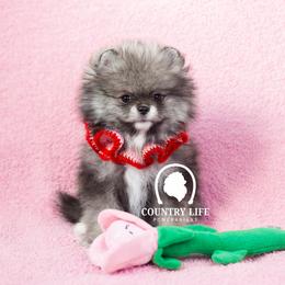AKC Rime - Wolf sable male Pomeranian puppy in Idaho Falls, Idaho from Country Life Pomeranians