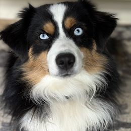 Krum - Miniature Australian Shepherd