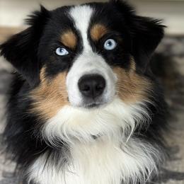 Krum - Miniature Australian Shepherd