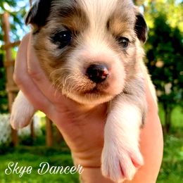 Miniature Australian Shepherd and Toy Australian Shepherd Puppies from Pawesome Lil Aussies