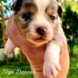 Miniature Australian Shepherd and Toy Australian Shepherd Puppies from Pawesome Lil Aussies