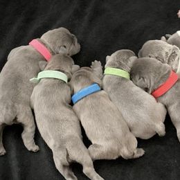 French Bulldogs from Lega Z Frenchies