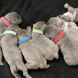 French Bulldogs from Lega Z Frenchies