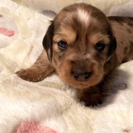 Pink Collar Female - Dapple female Dachshund puppy in Madison, Indiana from Jensen Dobermans and Dachshunds