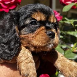 Cavalier King Charles Spaniels from Olga Kozubenko