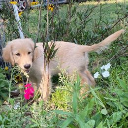 Golden Retrievers from AT Marvelous Kennels