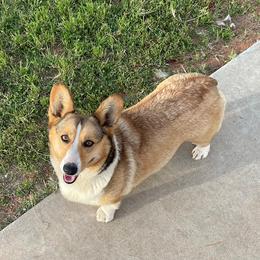 Girl 1 - female Pembroke Welsh Corgi puppy in Hinton, Oklahoma from Green Cloud Ranch