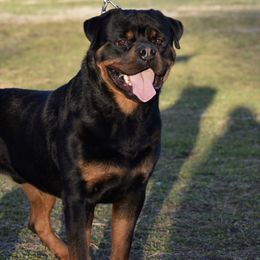 ORLANDO - Rottweiler