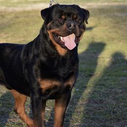 ORLANDO - Rottweiler